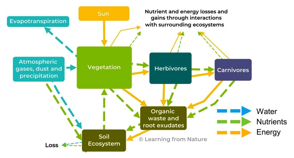 Diagram showing a model of an ecosystem